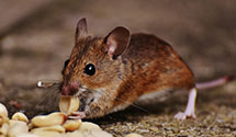 24 Hour & Emergency Exterminators in Fairmount Spr, PA